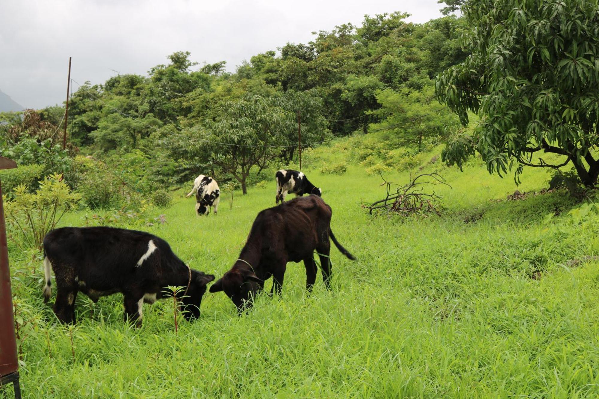 Willa Shinde'S Tikona Valley Farm Pune Zewnętrze zdjęcie
